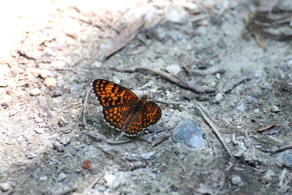 Melitaea phoebe tutte e tre? S